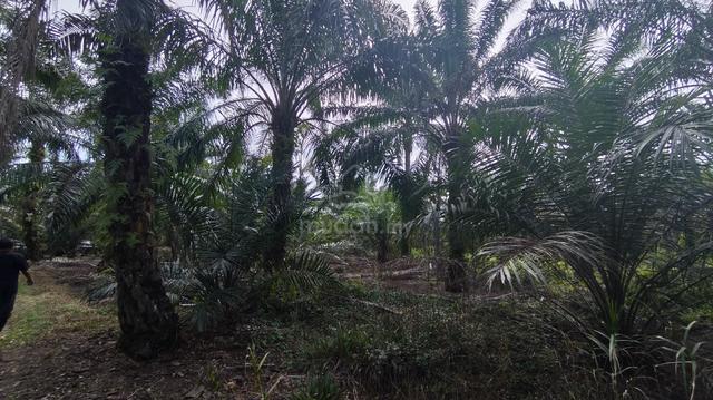 TANAH UNTUK DIJUAL – Parit Sulong | 3.13 EKAR 1