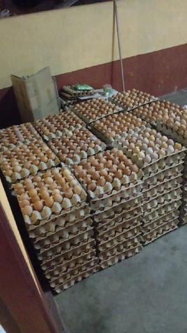 Telur 🐔 fresh direct ladang - photo 3 of 6