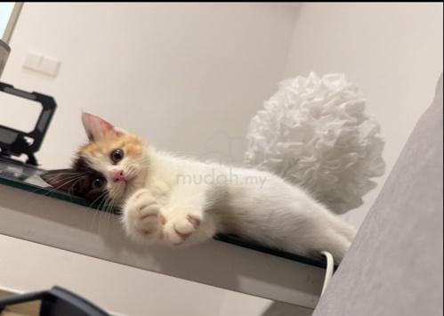 Carousel Image