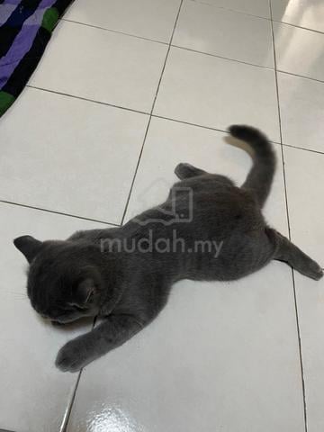 Carousel Image