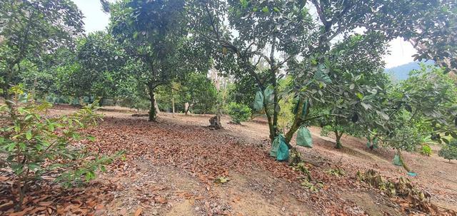 Mantin Freehold 6 acres Friut Orchard Farm for Sale MyGap License 1