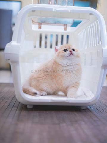 Carousel Image