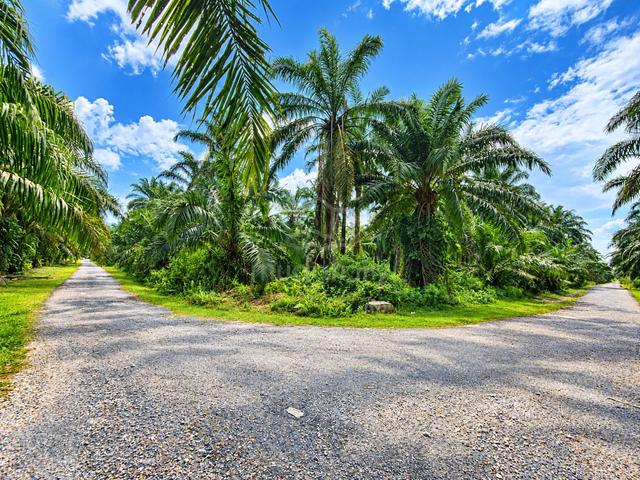 Tanah Pertanian 12 Acre Termurah di Banting, Selangor 1