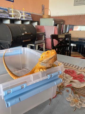 Carousel Image