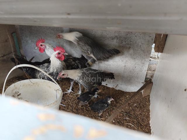 Ayam Arab - photo 5 of 5