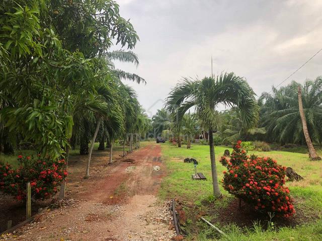 Tanah Pertanian Kelapa Sawit di Kg Sungai Yu 1