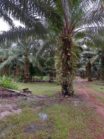 Tanah Sawit Pantai Remis Perak 1