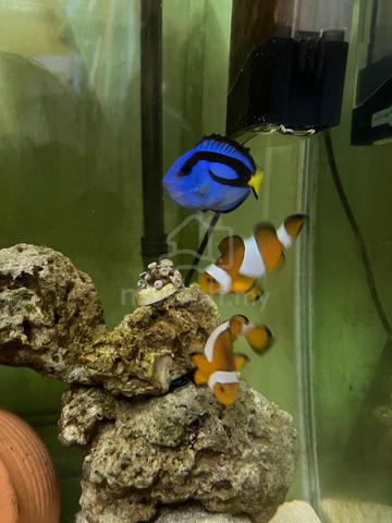 marine tank decom - Pets for sale in Kemaman, Terengganu
