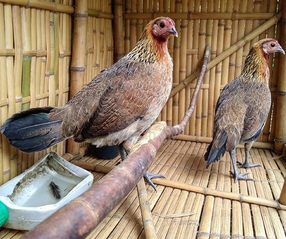 Ayam hutan  - photo 3 of 4