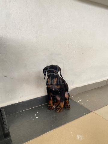 Doberman puppy - photo 3 of 4