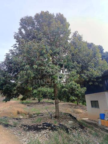 Lenggong Kuala Kenering Durian Land 3