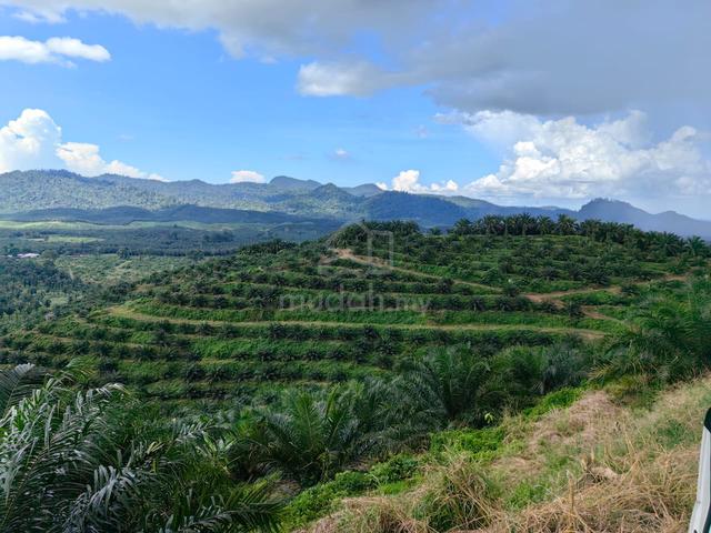 Tanah kebun kelapa sawit 1