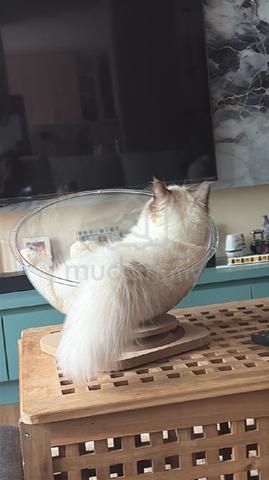 Carousel Image