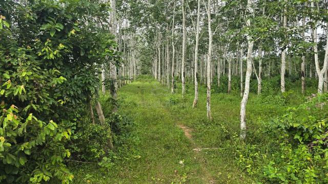 tanah kebun getah 1