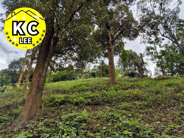 4.7 Acres Old Durian Farm For Sale | Lenggong,Perak 4