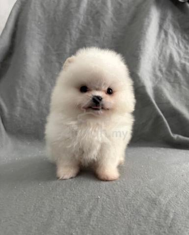 Carousel Image Selected