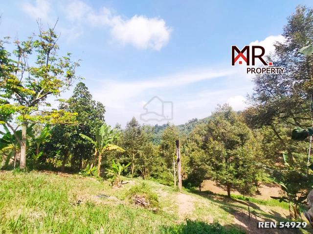 GOOD INVESTMENT Durian Farm Jawi FOR SALE 1