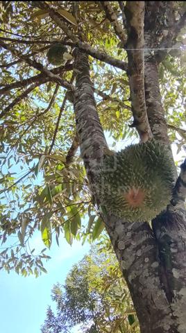 Sale Durian Orchard at Pagoh to Labis felda area 150k per acre 1