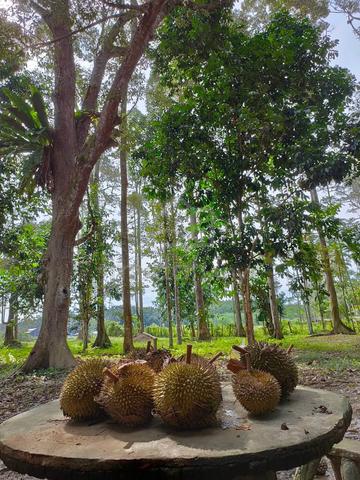 Tanah Dusun Durian/Buah serta Rumah 1.3relong 1