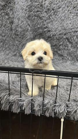Cream MaltiPoo (Maltese mix Poodle)  - photo 4 of 4