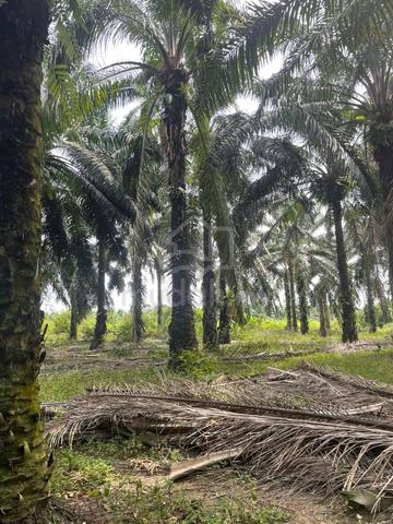 Sungai Baru Masjih Tanah Oil Palm Tree Land Freehold 1