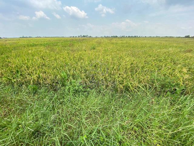 3 acre [FREEHOLD] Sawah padi land Sabak Bernam For sale 2