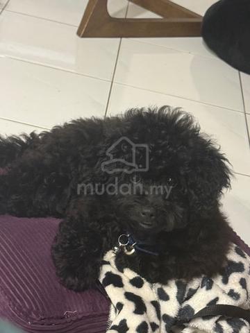 toy poodle short leg - photo 4 of 6