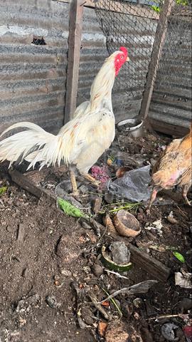 Ayam ratu - photo 3 of 3