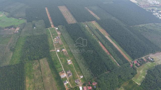 Pendang Sebelah Maktab Sains Mara Tanah Pokok Sawit Untuk Di Jual 1