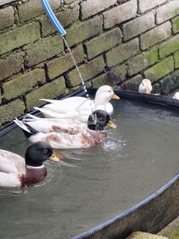 Call Duck - photo 4 of 6