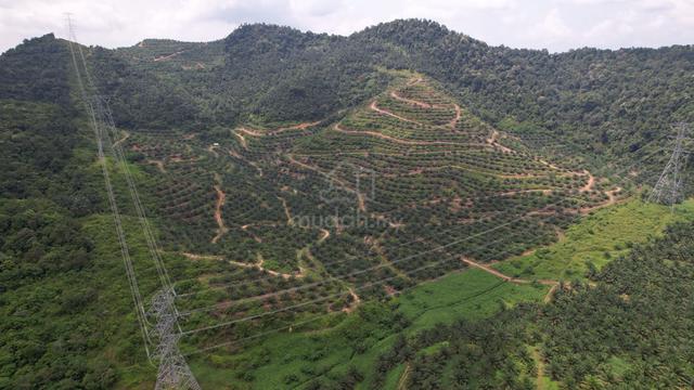 Dangi Johol Harga Boleh Runding Lagi Ladang Kelapa Sawit Untuk Di Jual 1