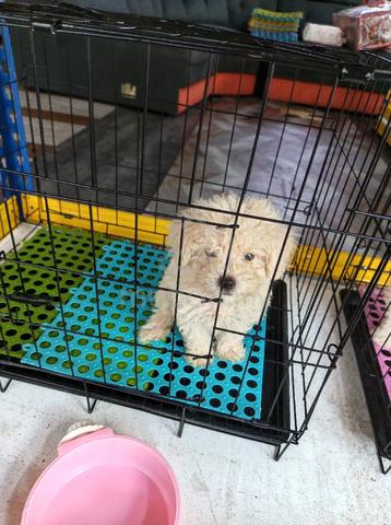 Maltipoo  - photo 3 of 3