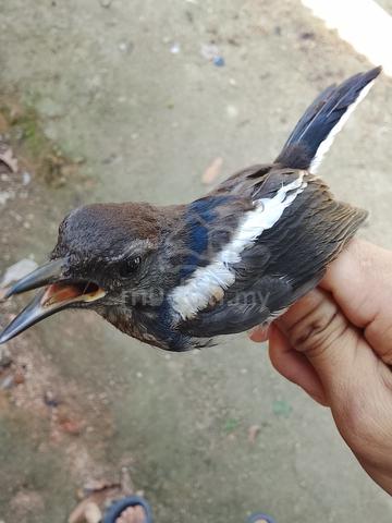 Carousel Image Selected