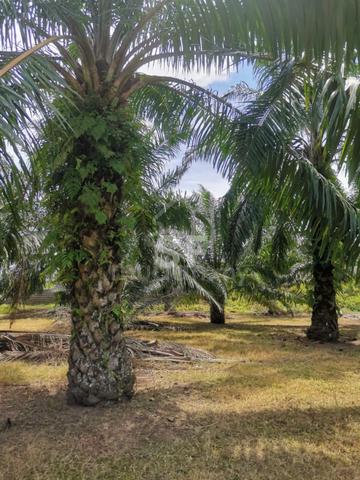 Telok panglima garang selangor land for sale 1
