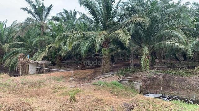 Pontian Agricultural Land For Sale 1