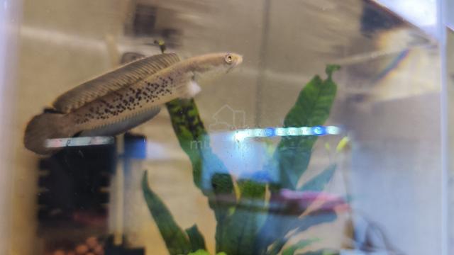 stewarti 3 inch - photo 2 of 2