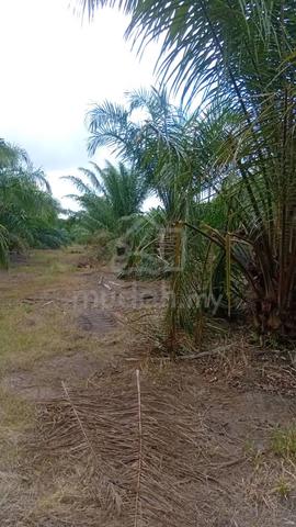 Tanah Pertanian SAWIT 1