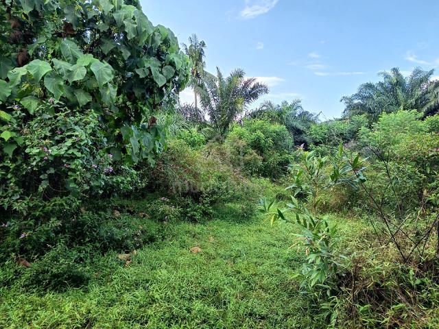 Agriculture Land for rent 1