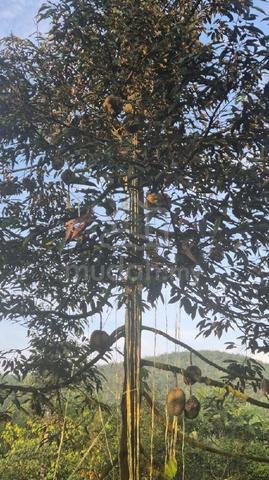 Kebun untuk di Jual 1