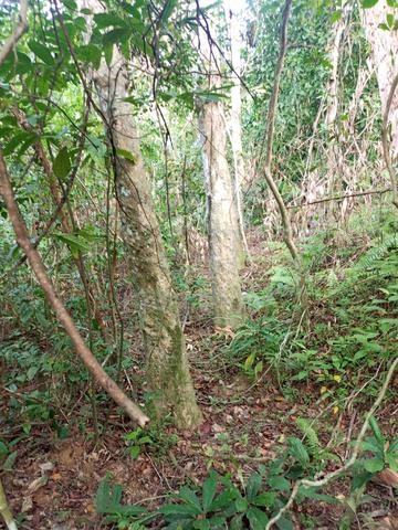 Pokok getah tua 1