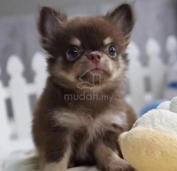 Chocolate chihuahua puppies for sale hotsell