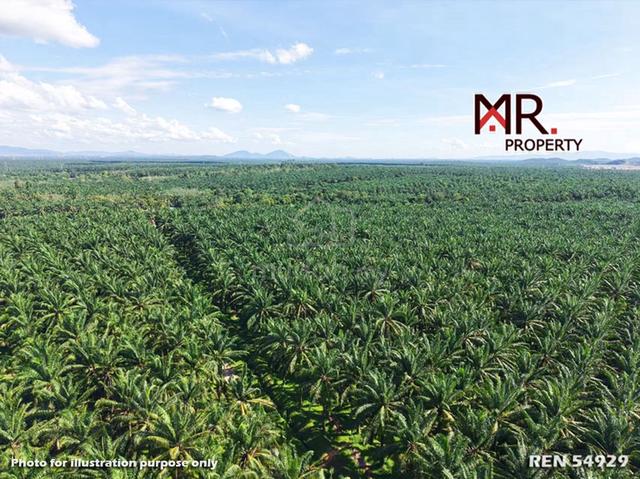 GOOD INVESTMENT @ Oil Palm Farm Kelantan FOR SALE 1