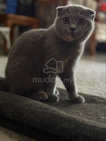 Carousel Image Selected