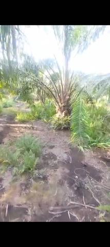 Banting Agriculture Land for Sale, Kampung Sungai Kelambu , 1