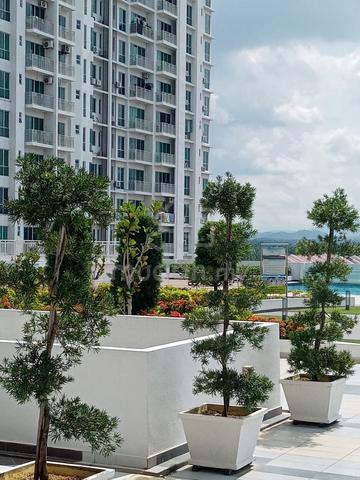 Royale Infinity 1
