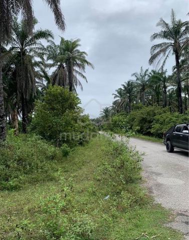 1 Acre Freehold Oil Palm Land at Kota Bharu, Gopeng, Perak 1