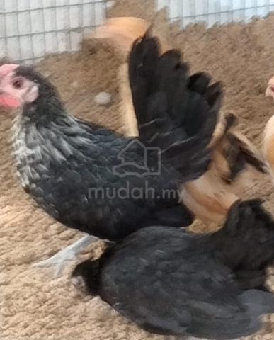 Ayam Serama Untuk Dijual - photo 3 of 6