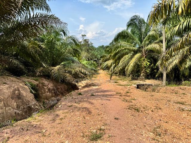 Freehold Agriculture Land For Sale At Sungkai,Bidor,Perak 1