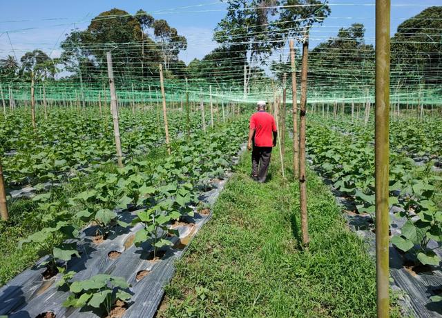 Tanah Pertanian untuk disewa di Simpang Ampat 4