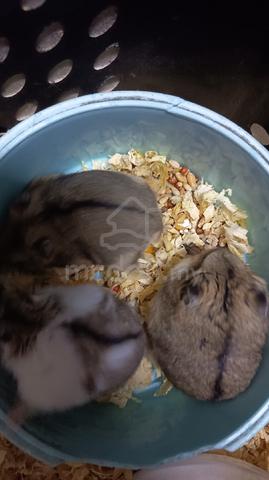Hamster White/Agouti  - photo 2 of 3